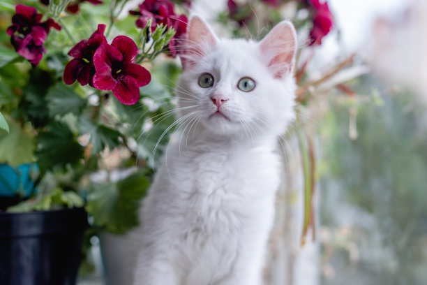 室内漂亮的白猫肖像。小猫在房间里玩耍。家畜概念摄影，宠物图片。花的背景图片下载