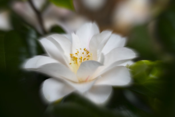 山茶花在雨中图片下载
