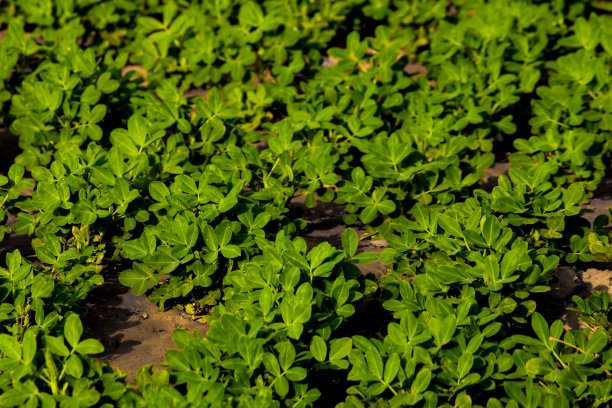 在农村种植花生的农场，工业农业，图片下载
