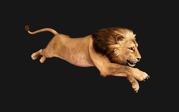 危险的狮子行为和姿势孤立在黑色背景图片下载