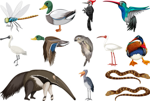 收集不同种类的动物图片下载