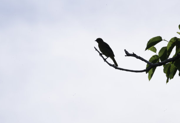 纽约长岛，巴尔的摩金莺的剪影图片下载