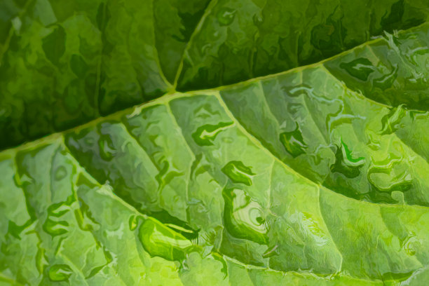 雨珠落在树叶上图片下载