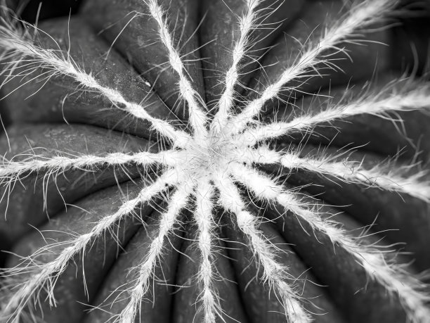 仙人掌特写图片下载