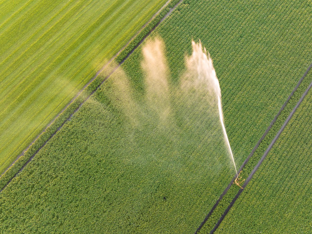 日落时分，绿色植物盛开的田野里的土豆图片下载