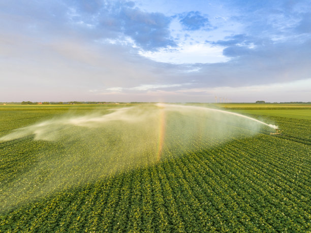日落时分，绿色植物盛开的田野里的土豆图片下载