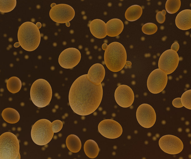 酿酒酵母菌是制作面包和葡萄酒的酵母图片下载