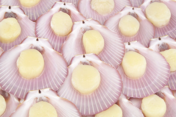 生扇贝背景图片下载