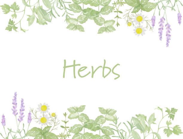 水彩画草药框架图片下载