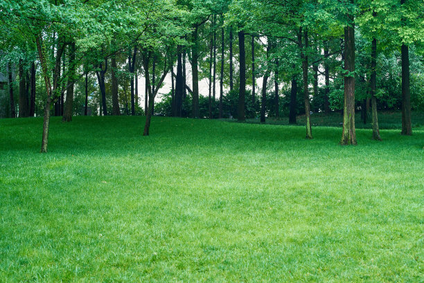 空无一人的绿色草坪图片下载