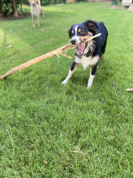 一只纯种三色澳大利亚牧羊犬正在玩一根棍子图片下载