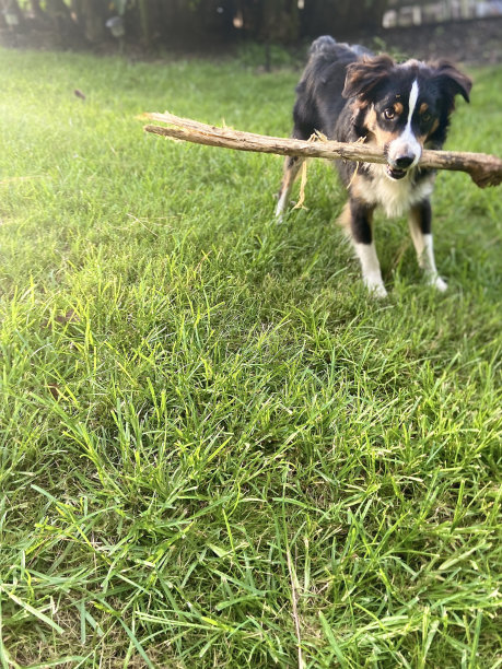 一只纯种三色澳大利亚牧羊犬正在玩一根棍子图片下载