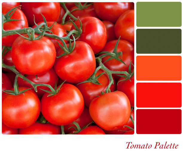 番茄调色板图片下载