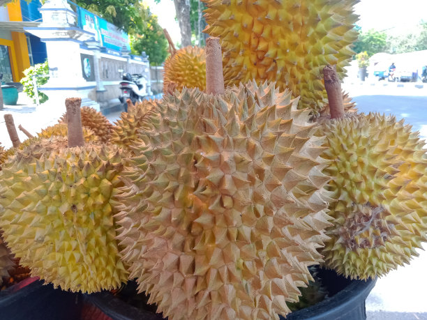 榴莲图片下载