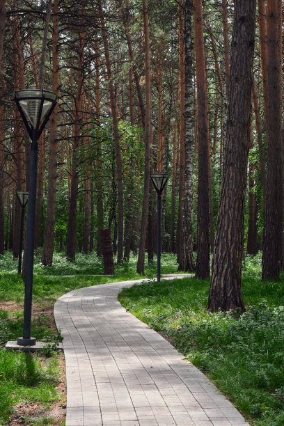 树与树之间用石瓦铺成的弯曲小径。夏天公园的人行道。图片下载