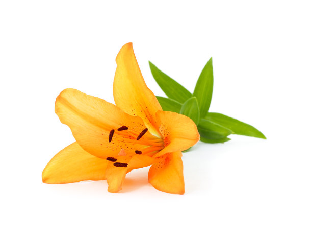 美丽的橙色莉莉。图片下载