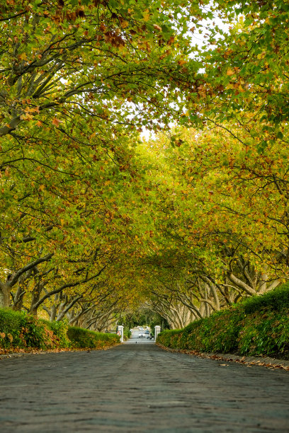 入口有大树图片下载