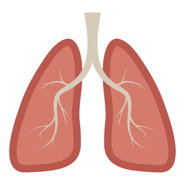 人类肺部图标孤立在白色背景图片下载