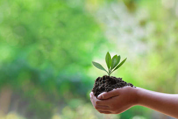 树在手中栽在地上图片下载