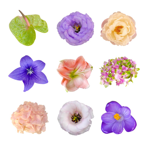 Macro foto set牡丹，杜鹃花，绣球花，铁线莲，马蹄莲在白色孤立的背景。图片下载
