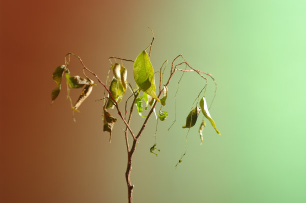 在绿色和红色背景上垂死的家庭植物。一株死去的植物的最小静物图像。图片下载