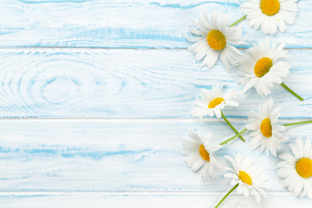 洋甘菊花园花在木制背景图片下载