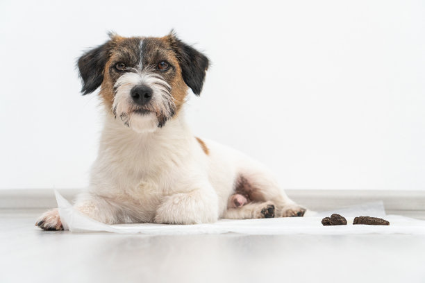 狗是杰克罗素梗的一种，大便在狗尿布里。家犬训练概念。教狗狗打扫厕所。养宠物。小狗坐在尿布上训练如厕。图片下载