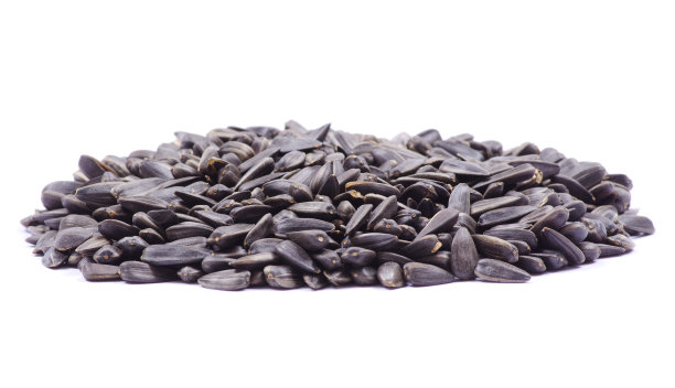 向日葵的种子图片下载