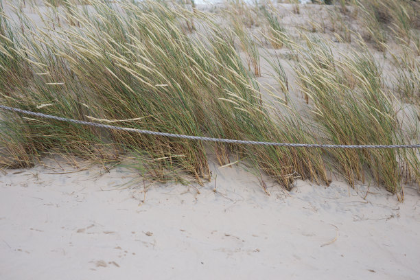 沙丘，树木，国家公园，小路图片下载