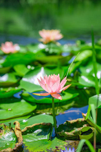 阳光灿烂的莲花图片下载