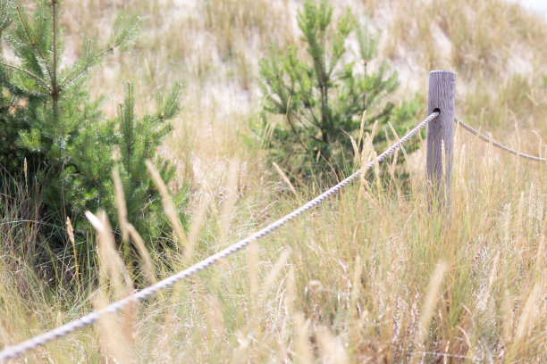 沙丘，树木，国家公园，小路图片下载