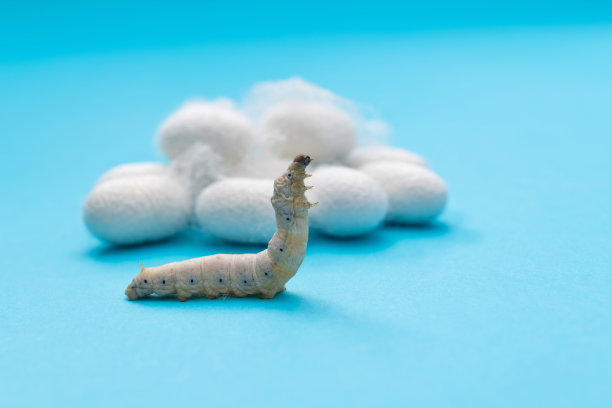 蓝色背景上的蚕和蚕茧图片下载