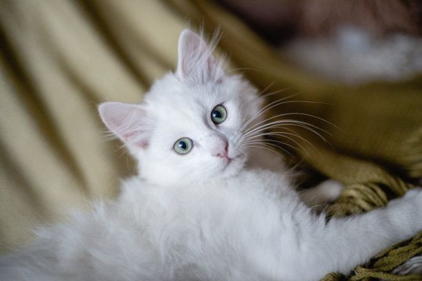 室内漂亮的白猫肖像。小猫在房间里玩耍。家畜概念摄影，宠物图片。图片下载
