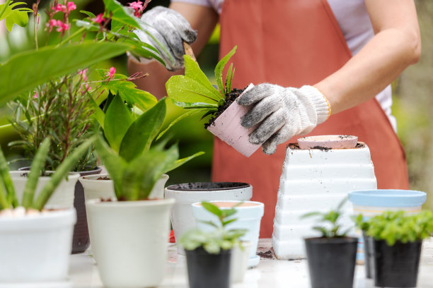 特写手妇女在花园里照料植物花。人们业余爱好和自由园艺，居家室内，自然园林背景。快乐和享受在春夏的日子。生活方式的概念图片下载
