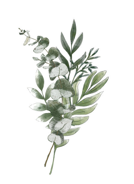乡村婚礼绿色花束。桉树枝叶，水彩画风格。孤立在白色背景上图片下载