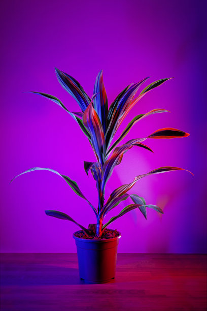 柠檬酸橙龙血树的叶子在深洋红色的背景上图片下载