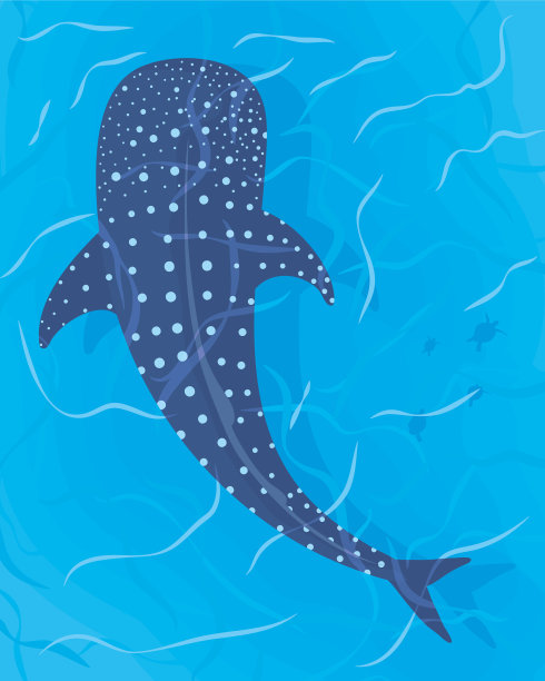 鲨鱼在海洋图片下载