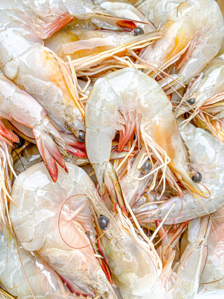 市场摊位上摆放的鲜虾图片下载
