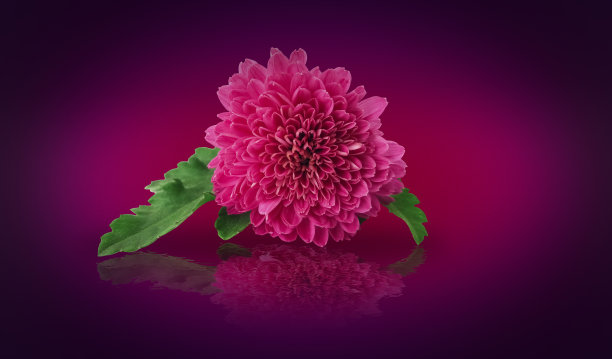 粉色菊花在梯度抽象背景图片下载