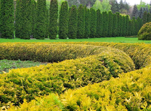 公园有装饰性的树木和灌木图片下载