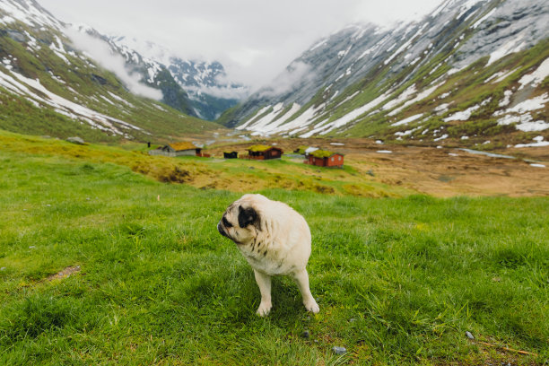 狗狗探索挪威的美丽图片下载