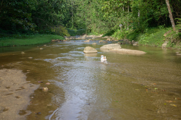 广角旅行与杰克罗素梗在走在krachong瀑布在泰国trang图片下载