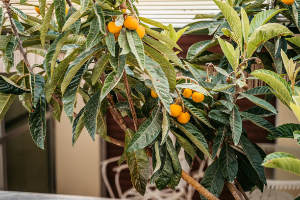 《盛开的枇杷》图片下载