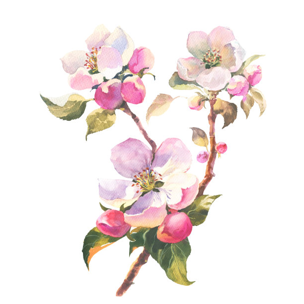 手工水彩插图与开花苹果树枝在白色背景，孤立的水彩插图。的邀请。婚礼卡片。图片下载