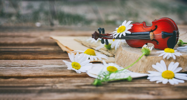 小玩具小提琴，洋甘菊花，夏日时光旋律概念图片下载