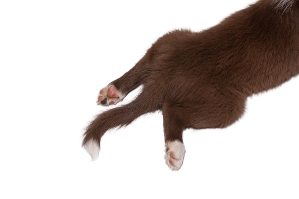 小狗在睡觉。特写镜头。图片下载