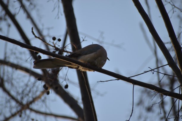 鸽子的鸟图片下载