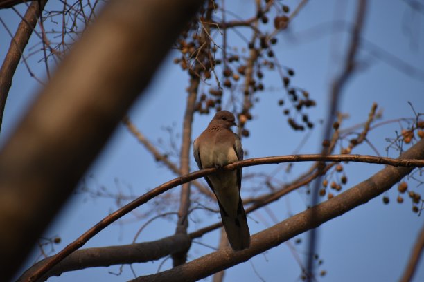 鸽子的鸟图片下载