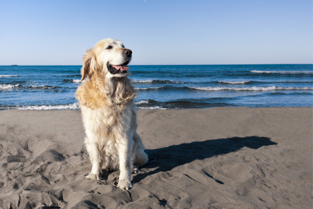 在一个阳光明媚的早晨，一只金毛猎犬坐在沙滩上。图片下载