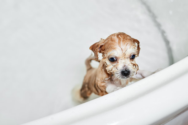 在浴室洗澡时弄湿小狗。特写,有选择性的重点图片下载